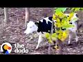 Pregnant Cow Escapes Factory Farm To Give Birth In The Woods The Dodo