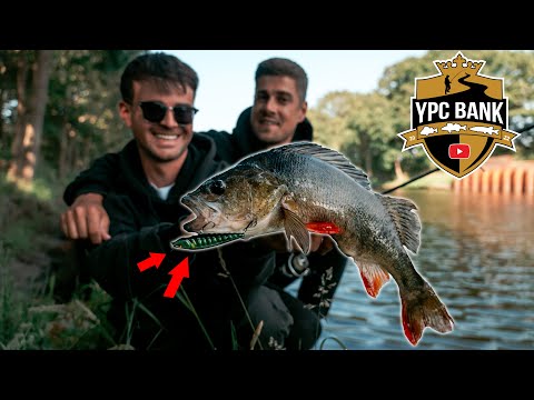 TOPWATER Eskalation – riesige Barsche beim YPC Training!