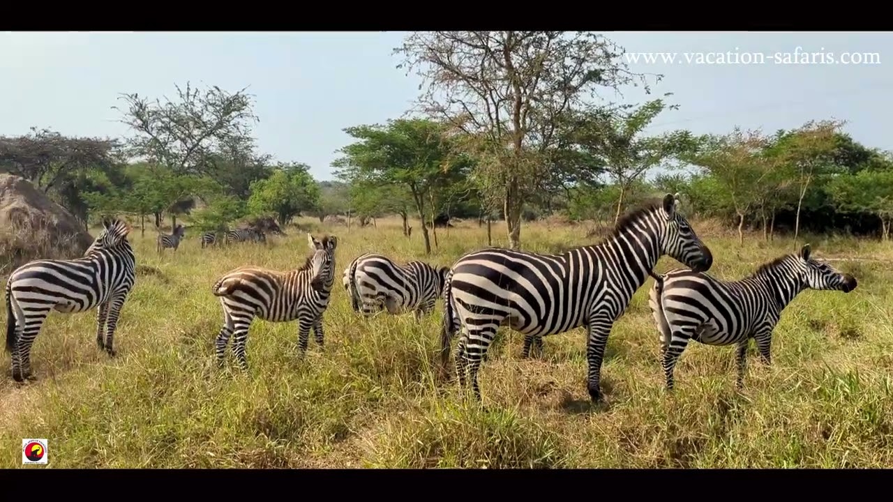 Lake Mburo National park (Uganda's Smallest Savanah park)- Things to do\ see in Lake Mburo
