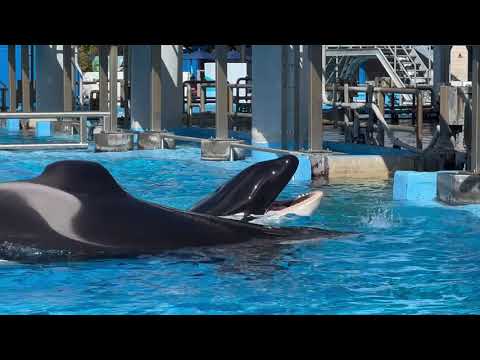SeaWorld Orlando Inside Look Orca Encounter Backstage 4K (1-9-22)