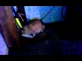 Cat porno Cat porno