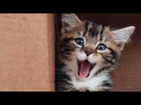 Cute expressions of pet cats