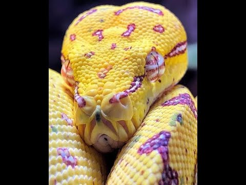 1519# Infectious Unease Radio 26 03 2023 & 28 03 23 Eclectic mix of DUB Music