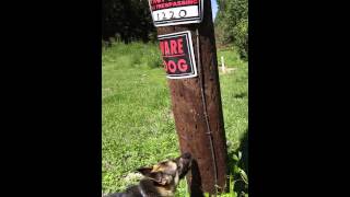 German Shepherd trees squirrel