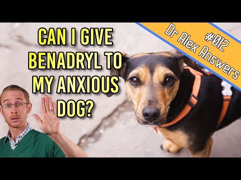 Can You Give Benadryl to a Dog for Anxiety Treatment? - Dog Health Vet Advice