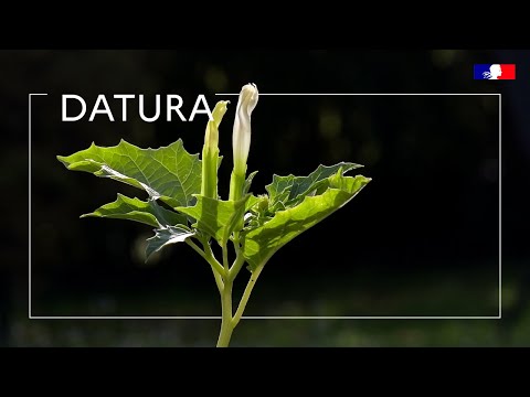 Thornapple: a toxic but unattractive plant