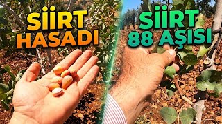 SİİRT FISTIĞI HASADI NE ZAMAN? 🌱🥜 | 1 YAŞINDAKİ SİİRT 88 AŞILARI, YENİ