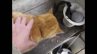 03）10 12 06朝の ’ ミミ ’ ＿ 動画