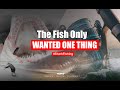 The Fish Only Wanted One Thing BIG FISH On The Feed ASFN Rock Surf