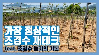 귀농, 부업으로 좋은 조경수 재테크! feat. 가장 정상적인 조경수 재테크