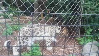 Beautiful snow leopard at Toledo Ohio Zoo Aug 16!