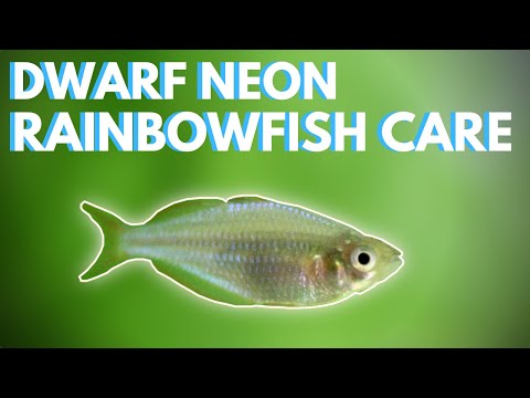How to Care for Dwarf Neon Rainbowfish (Praecox)