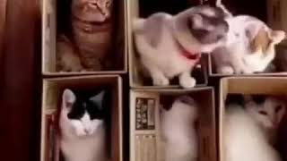 Download lagu Kata Baba buat story WA Kucing Lucu bikin ngakakππ mp3 Download lagu Kata Baba buat story WA Kucing Lucu bikin ngakakππ mp3