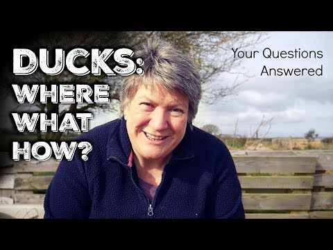 , title : 'Your Duck Questions Answered'