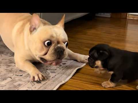 Funny Videos Of French Bulldog, You Can’t Be Missed!