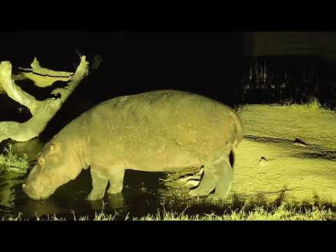 Djuma: Hippo comes to the pan for a drink and a nice soak - 19:09 - 06/25/19