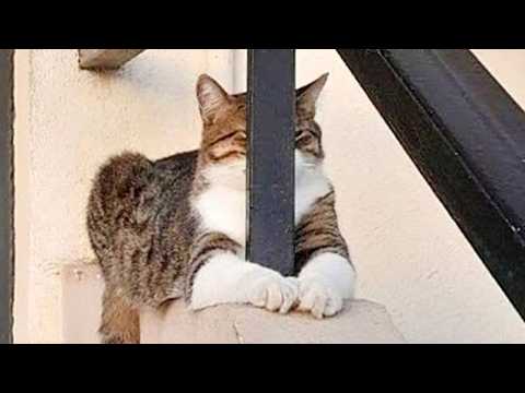 Funny CAT Caught being Dramatic 😂 Funniest Cats Video 2026