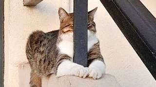 Funny CAT Caught being Dramatic 😂 Funniest Cats Video 2026