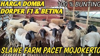 Download lagu HARGA DOMBA DORPER F1 & DOMBA   BUNTING di SLAWE FARM MOJOKERTO mp3