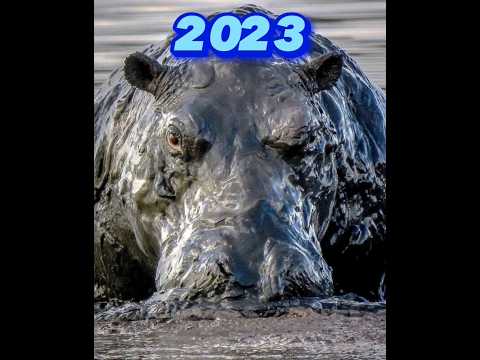 Hippopotamus 🦛2023 vs 5000 bce | monster  hippo  #lion  #short #video