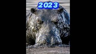 Hippopotamus 🦛2023 vs 5000 bce | monster  hippo  #lion  #short #video
