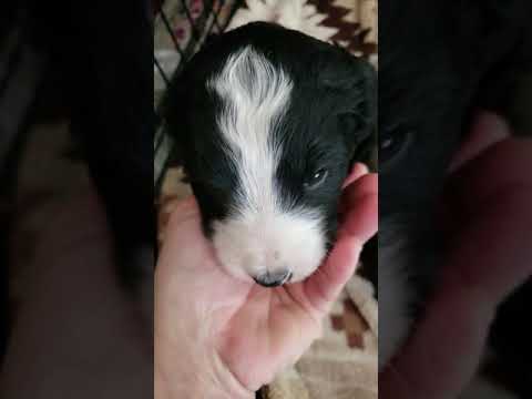 Bernedoodle Puppy Flash