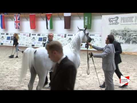 N 63 SULTAN AL SHAQAB   Prague Intercup 2015   Stallions 4 6 years old Class 10