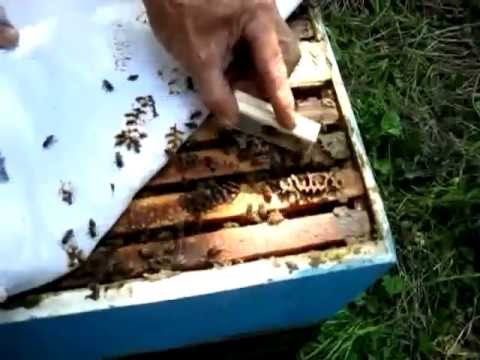 Mike Palmer Queenlessness Test