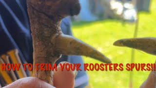 How to trim your roosters spurs!! Trimming is for the roosters protection & for you & the hens!!