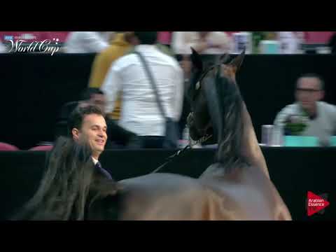N.228 PITONISA AS - LAS VEGAS 2019 - Arabian World Cup Senior Breeding Mares (Class 116).mp4