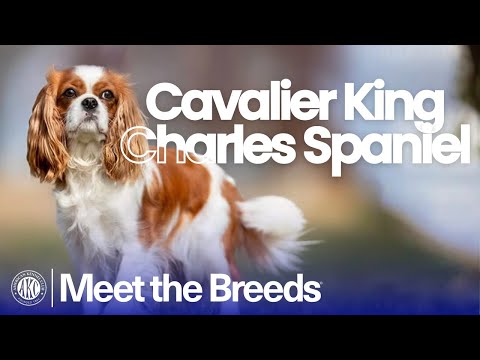 Everything You Need to Know About the Cavalier King Charles Spaniel | AKC Meet the Breeds