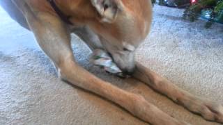 Rainy's Christmas gift