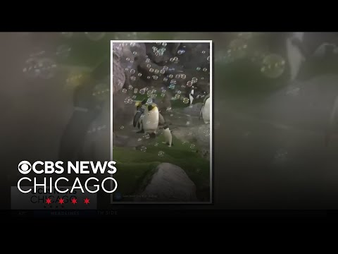 Zoo penguin's love of bubbles goes viral - YouTube