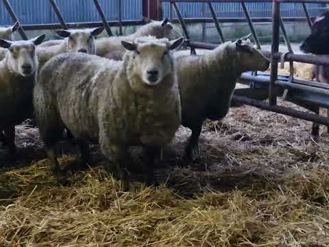 7 Ped Reg Charollais ewes