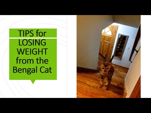How to Lose Extra Weight: Tips from the Bengal Cat (Catch me if you can!)
