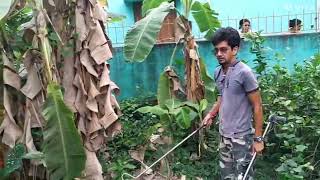 #deadly 🐍 🐍 🐍 🐍 rescue mission#RUSSELL'S VIPER#Daboia russelii#HEMOTOXIC venom#CHANDROBORA SAP#