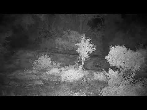 Djuma: Sights and sounds along with some rain - 03:34 - 06/05/2022