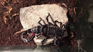 How to buy emperor scorpions in 2017 How to buy emperor scorpions in 2017