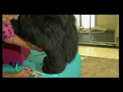 download lagu mp3 mp4 Newfoundland Grooming With Penny Shubert, download lagu Newfoundland Grooming With Penny Shubert gratis, unduh video klip Download Newfoundland Grooming With Penny Shubert Mp3 dan Mp4 Full Gratis