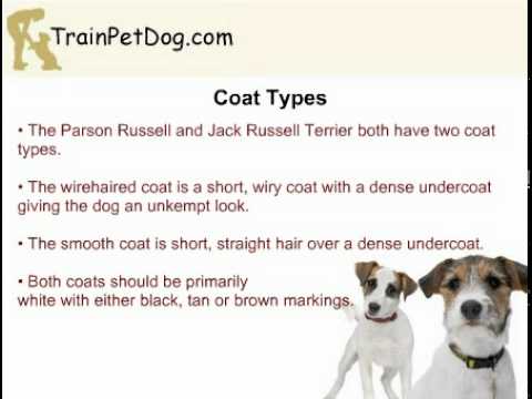 Jack Russell Terrier and Parson Russell Terrier - Are They Two Different Dog Breeds?
