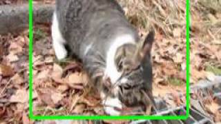 CATS: Co-saliency Activated Tracklet Selection for Video Co-localizati