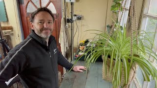 Spider Plant Hanging Basket Repot ~ Chlorophytum Comosum