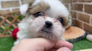 ハーフ犬の動画01