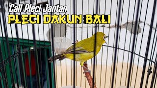 Download lagu CALL PLECI JANTAN DAKUN BALI MANGGIL LAWAN mp3