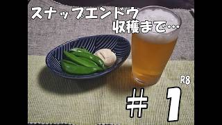 スナップエンドウ収穫まで…＃１