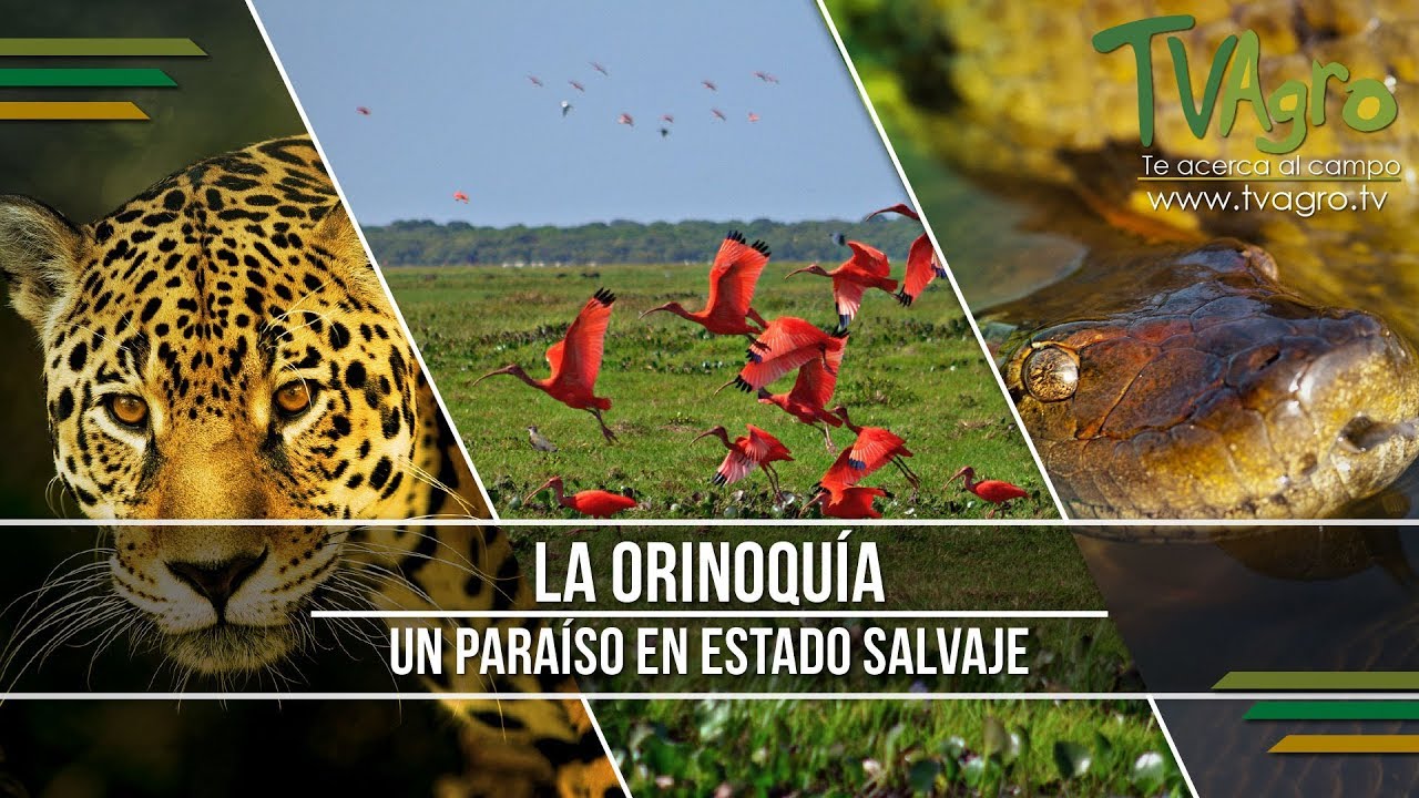 La Orinoquía: Un Paraíso en Estado Salvaje - TvAgro por Juan Gonzalo Angel