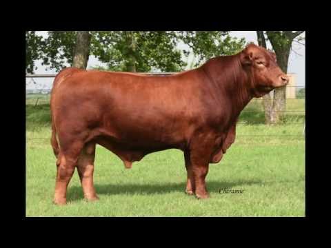 TRIO’s Aristotle 175A