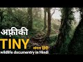 Tiny Forests हिंदी डॉक्यूमेंट्री Africa Wildlife Documentry In H
