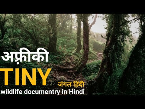 Tiny forests - हिंदी डॉक्यूमेंट्री ! Africa wildlife documentry in Hindi