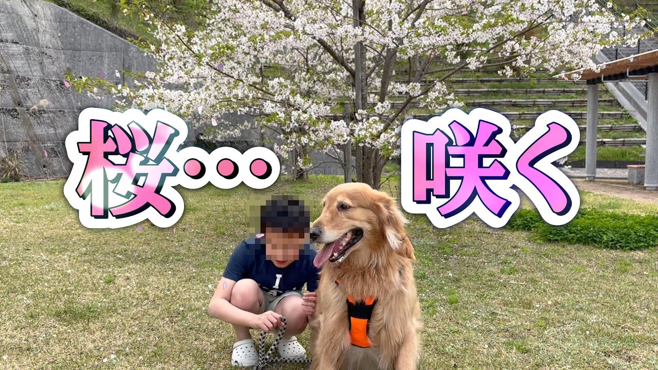 満開の桜 #桜 #散歩